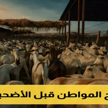 أسعار الأضاحي في عدن تصطدم بميزانيات الأسر وتتجاوز رواتب الموظفين !